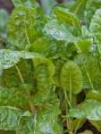 Spinach Swiss Chard Fordhook Giant Seed - 1 Kg Raw Seed