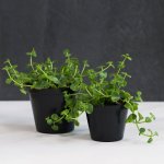 Dainty Crassula - 15CM Nursery Pot