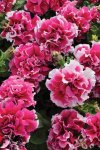 Petunia Pirouette Rose Seed - 25 Pelleted Seed